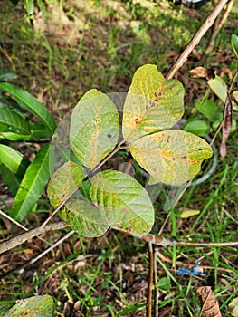 Rust disease is a disease that can affect many plants. damage to plant leaves It looks like a scattered yellow spot.