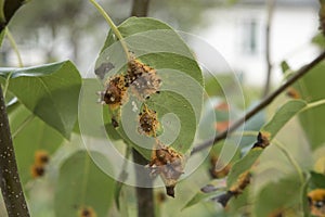 Rust disease on pear. Gymnosporangium sabinae