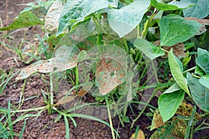 rust disease symptom on cowpea leaf