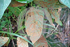 rust disease symptom on cowpea leaf