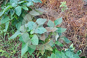 rust disease symptom on cowpea leaf