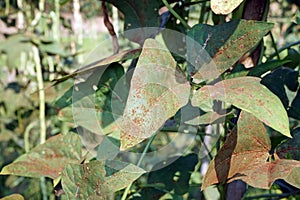 rust disease symptom on yard long bean leaf