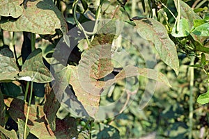 rust disease symptom on yard long bean leaf