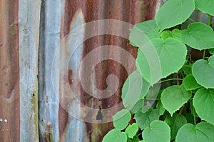 Rust Galvanize Sheet With Green Plant
