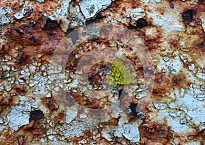 Rust, lichen and flaky paint