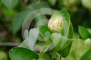 Rust on the lime leaves, Citrus canker