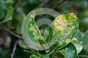 Rust on the lime leaves, Citrus canker