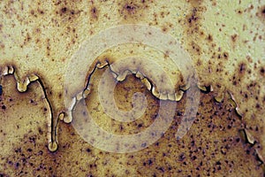 Rust on the painted metal surface. Background