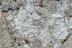 Rust stone texture with fosil, rock texture and background