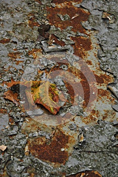 Rust texture and yellow leaf