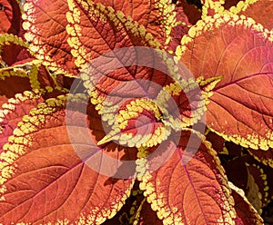 Rust and yellow coleus `Trusty Rusty` foliage photo