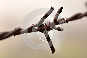 Rusted barb wire