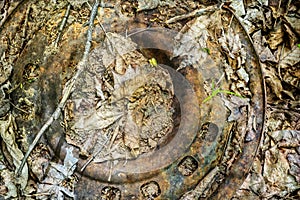 Rusted car rim in forest