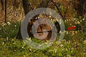 Rusted decorative metal cart overturned in a glade with spring flowers. Small vintage cart near a tree in a spring