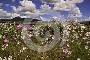 Rusted gate and fence on a dirt dusty road with cosmos flowers in Clarens South Africa