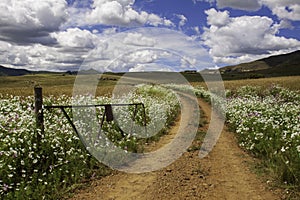 Rusted gate and fence on a dirt dusty road with cosmos flowers in Clarens South Africa