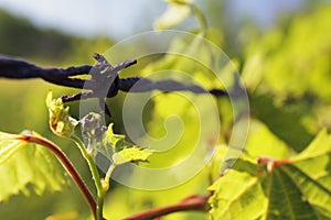 Rusted and Grapevine Covered