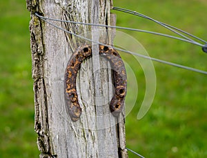 A Rusted Horse Shoe Hanging on a Vineyard Post for Good Luck