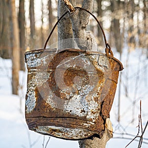 Rusted metal bucket hanging on a thee