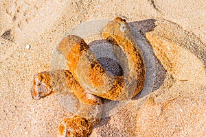 Rusted pipe in the sand