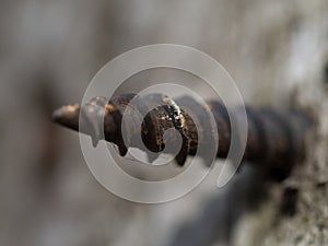 Rusted screw. Macro shot