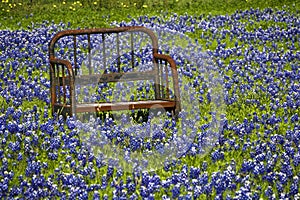 Rusted Seat Frame in Field of Blue Bonnets