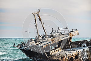 Rusted shipwreck on the shore with Cape Cormorant birds.