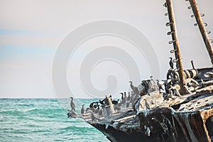 Rusted shipwreck on the shore with Cape Cormorant birds.