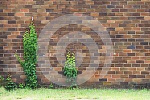 A rustic aged weathered faded brown brick garden wall with thick wild green grass summer ivy perfect for background marketing