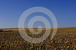 Rustic agricultural background in open field outside the city