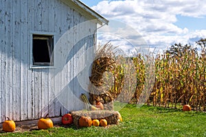Rustic autumn landscape with white barn and pumpkins