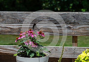 With a rustic background a butterfly enjoys echinacea.