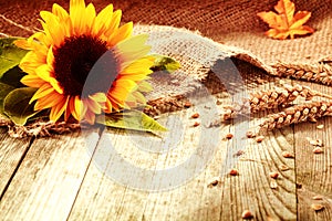 Rustic background with a sunflower and wheat