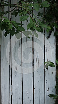 Rustic background of white wooden old door under a tree branch