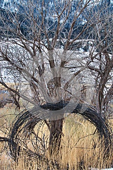 Rustic barbed wire coil by farm in Montana winter
