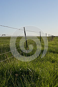 Rustic barbed wire fence in a lush green pasture