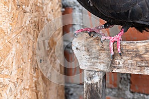 Rustic barn setting with perched black pigeon