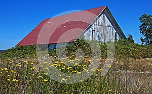 Rustic barn with vines and summer wildflowers