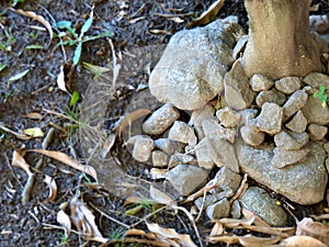 Rustic base of rocks