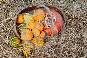 Rustic basket of small warted gourds with a turban gourd
