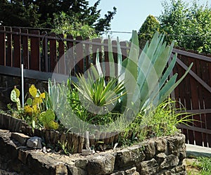 rustic bed of succulent plants