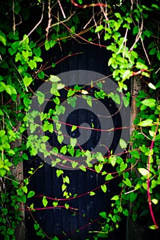 Rustic Black Wooden Door Entrance Overgrown With Vines