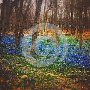 Rustic Bluebell Forest