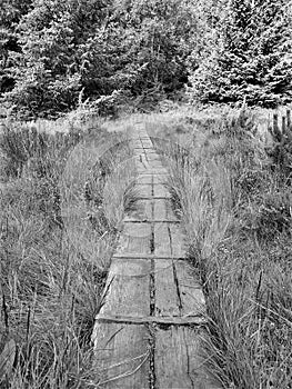 Rustic boardwalk over arctic bog toward coniferous trees