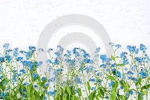 Rustic Border of blue forget-me-not flowers on white background