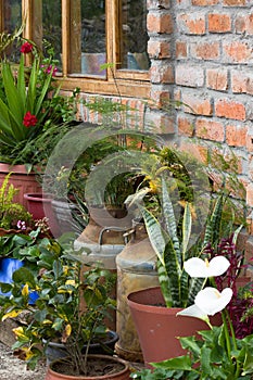 Rustic Brick Wall Lined With Plants In Milk Cans