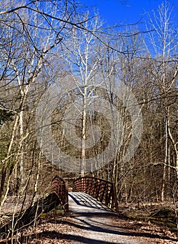 Rustic bridge and majestic trees on a hiking trail.