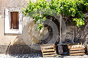 Rustic building with grape vines, Portugal