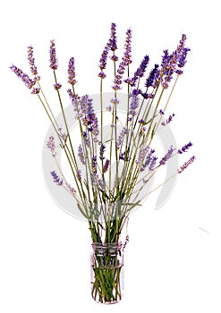 Rustic bunch of lavender in jam jar, isolated