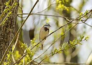 Rustic bunting.